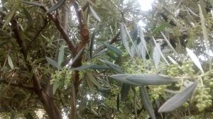 primavera en el olivar de ana